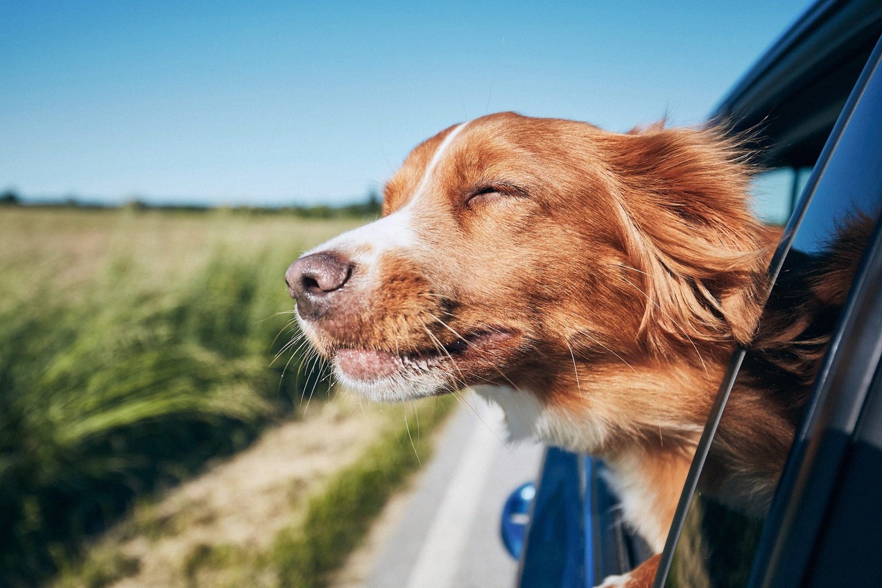 Mit dem Hund nach England